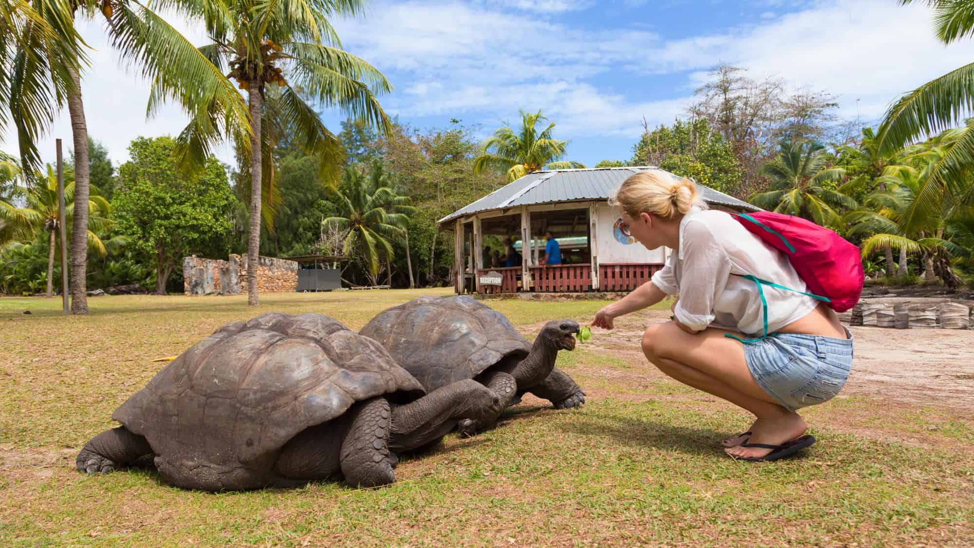 A woman crouches to feed leafy greens to two massive giant tortoises in a sunny, palm-lined setting.