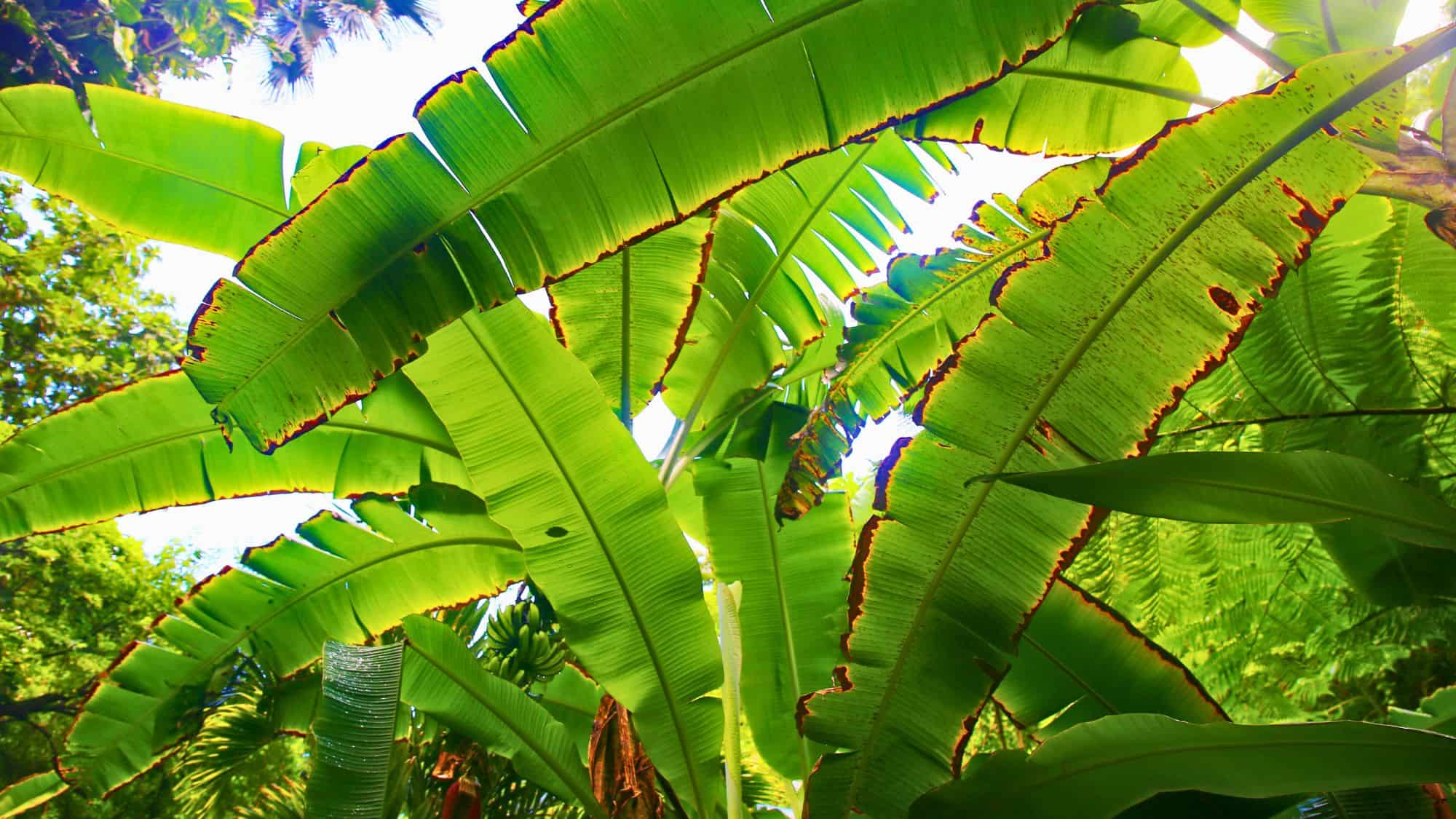 Large green banana leaves stretch overhead with sunlight filtering through, their edges tinged with brown.