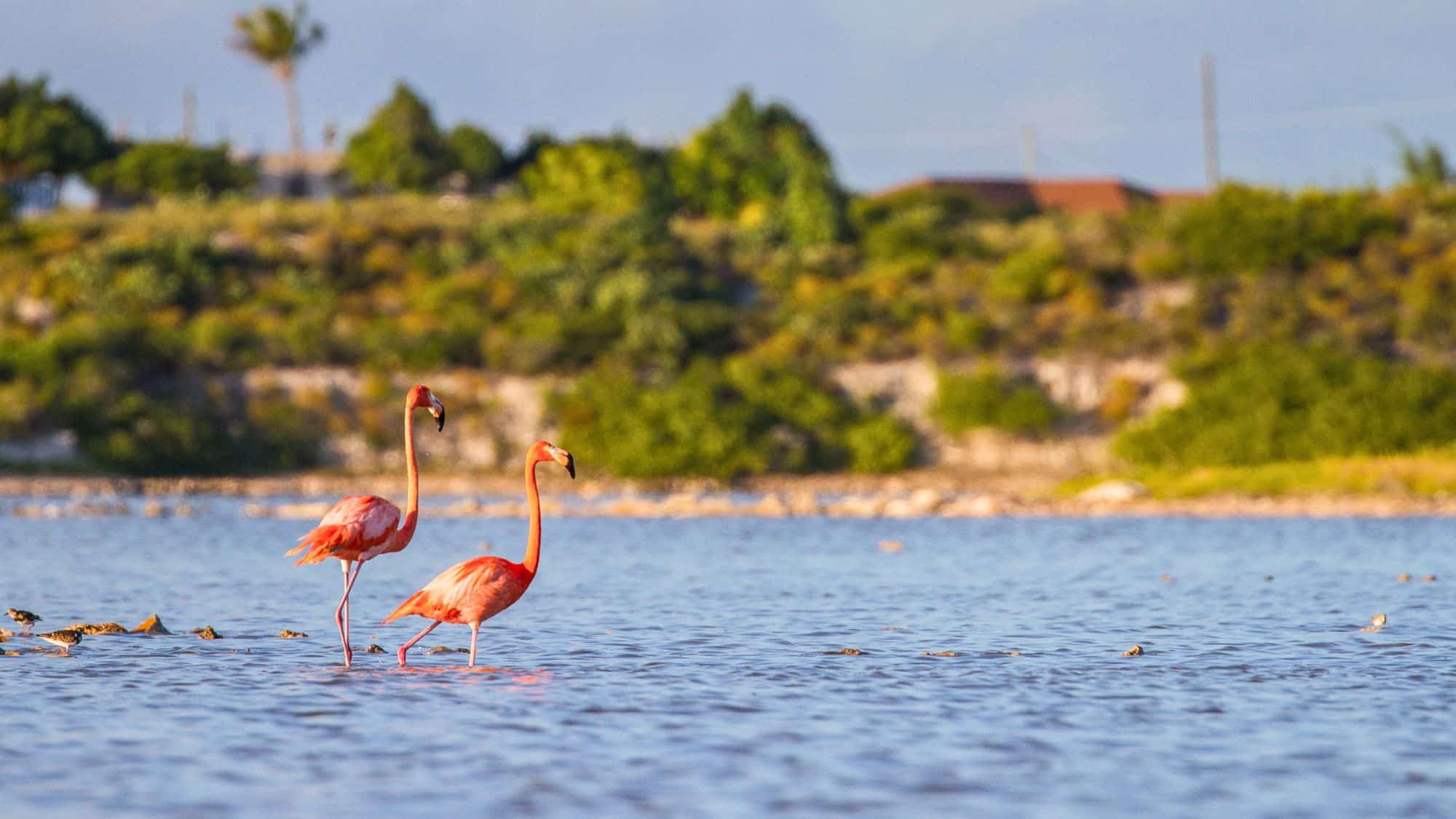 Two bright pink flamingos wade gracefully in shallow blue water with green shrubs and a sandy shoreline in the background.