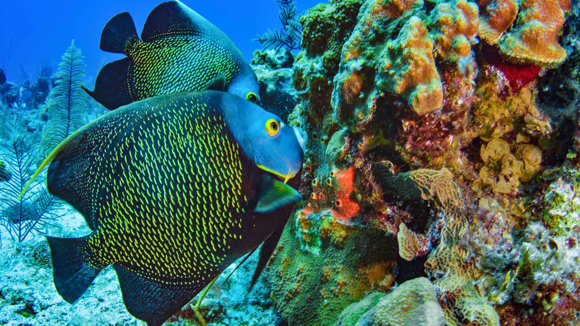 A pair of colorful angelfish with speckled yellow markings swim close to a vibrant coral reef.