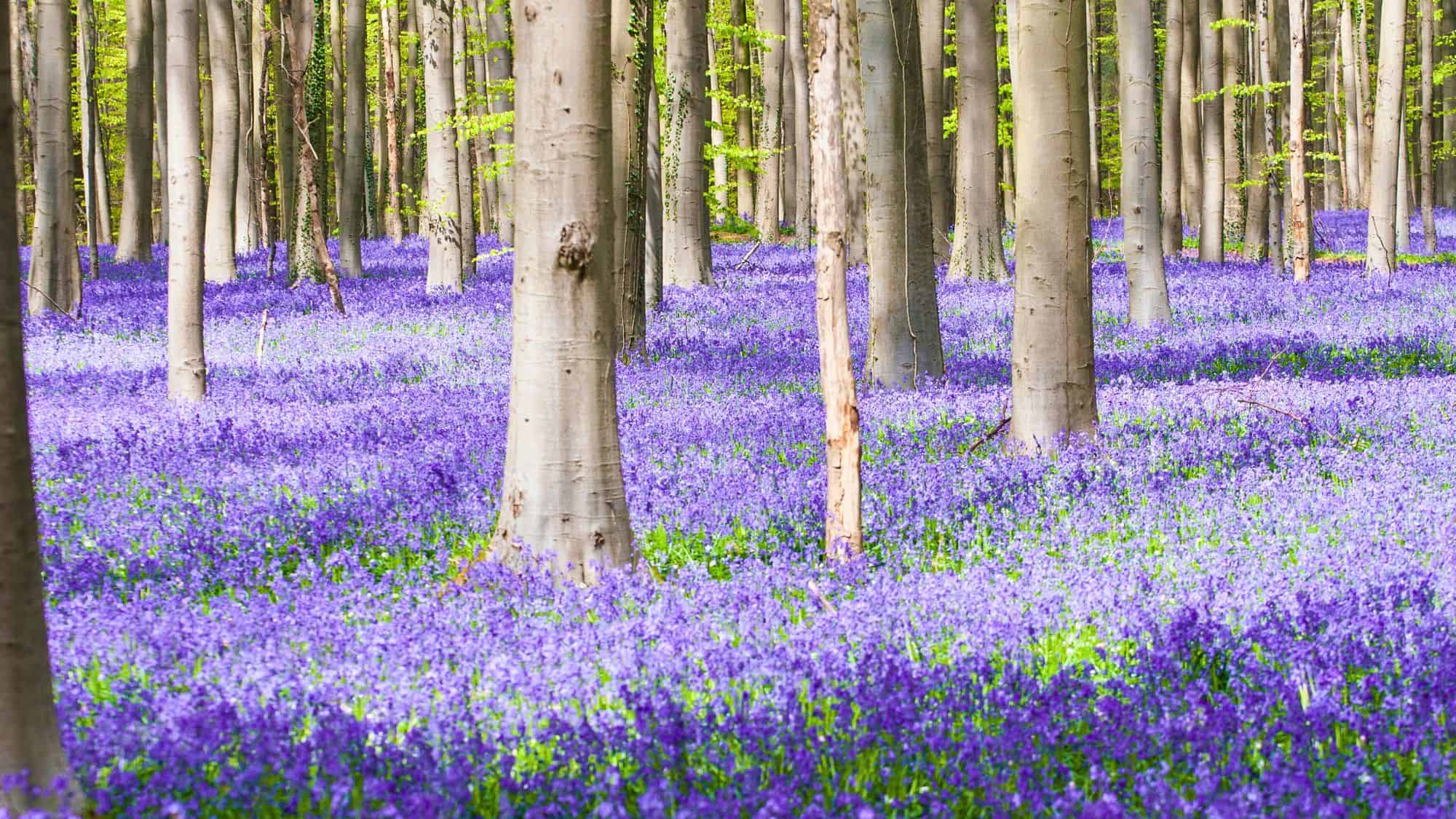 A serene woodland floor is blanketed in vibrant purple-bluebell flowers beneath tall, straight tree trunks.