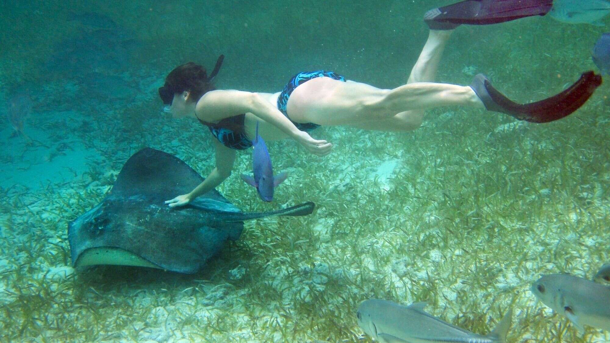A snorkeler gliding underwater beside a large stingray over a seagrass-covered seabed.