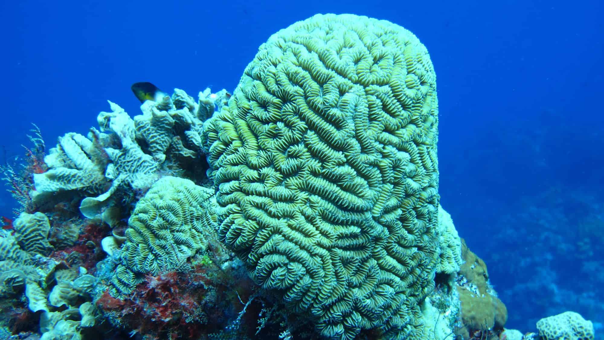 A massive brain coral with intricate grooves thrives among other reef life in deep blue water.