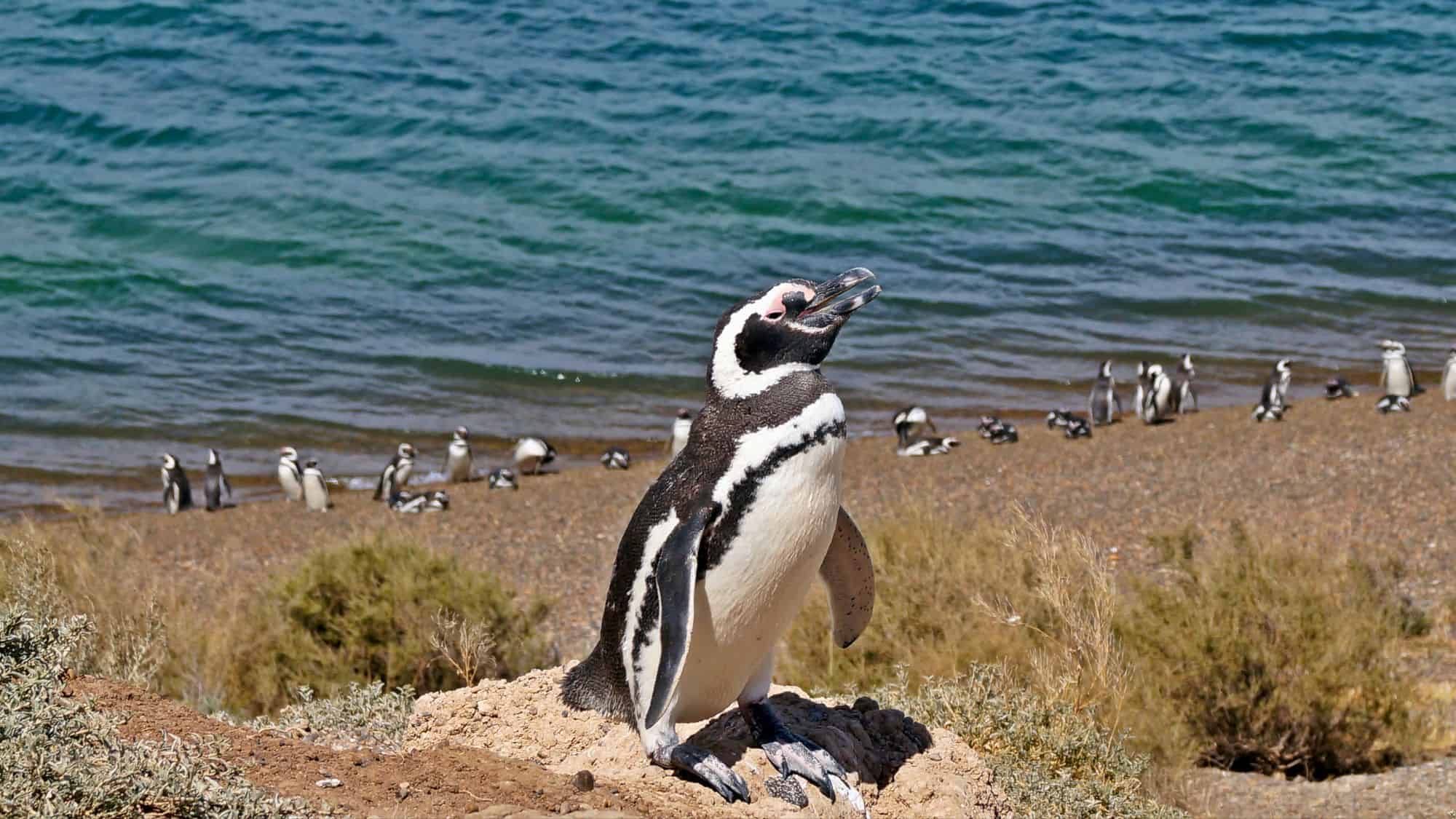 A penguin stands on a rocky mound with others scattered along the shoreline near the ocean.