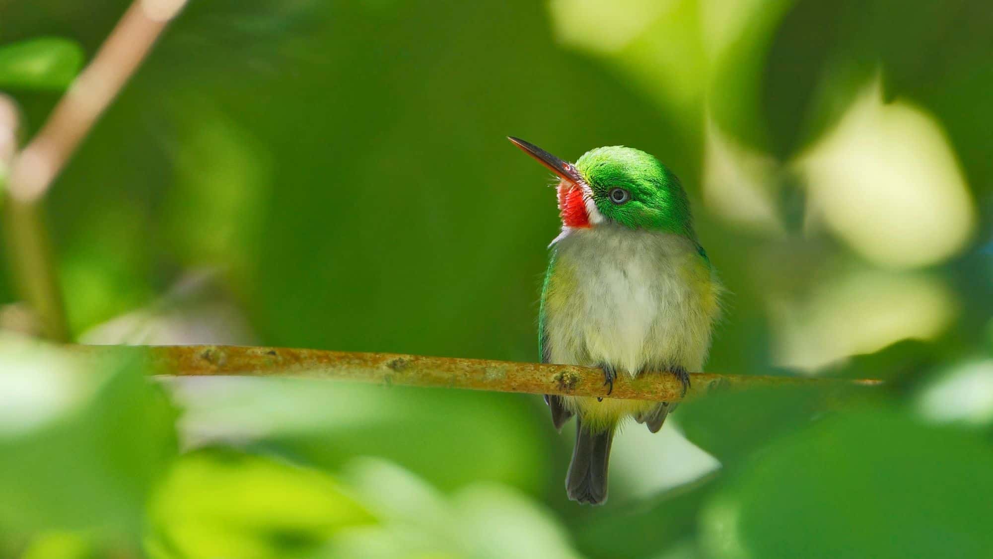 A small green bird with a bright red throat perches on a branch surrounded by lush leaves.