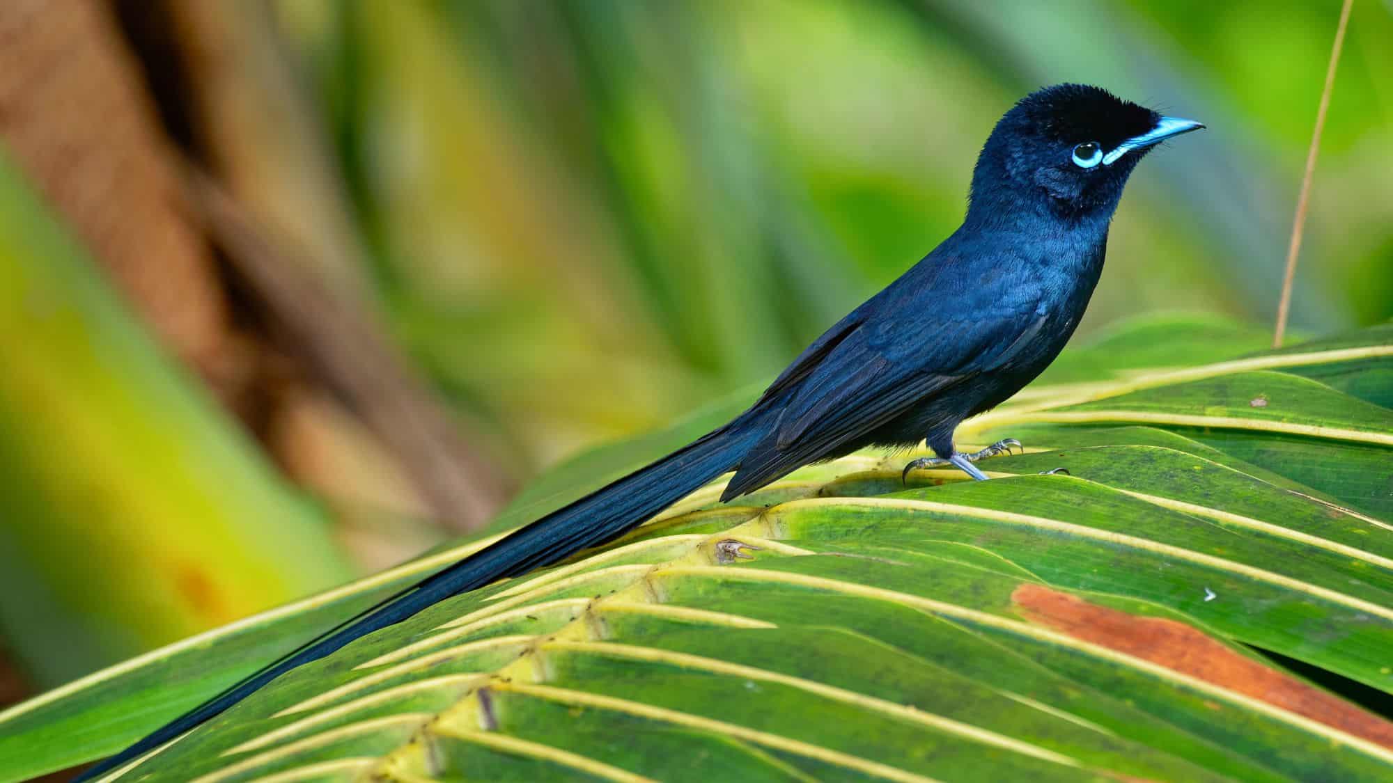 A sleek black bird with a long tail perches on a green palm frond against a blurred tropical backdrop.