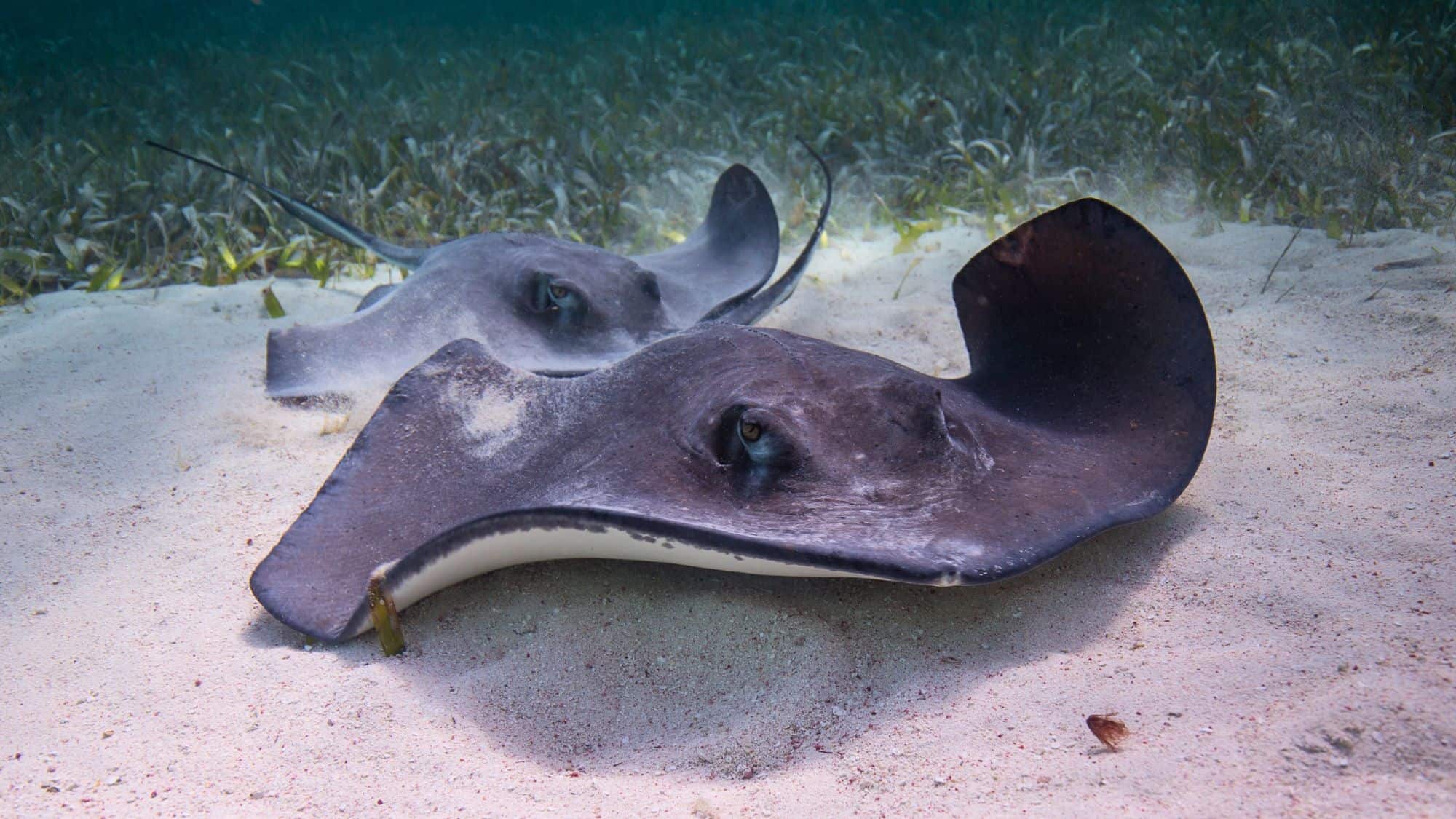 Two stingrays resting on sandy ocean floor, partially buried in the seabed.