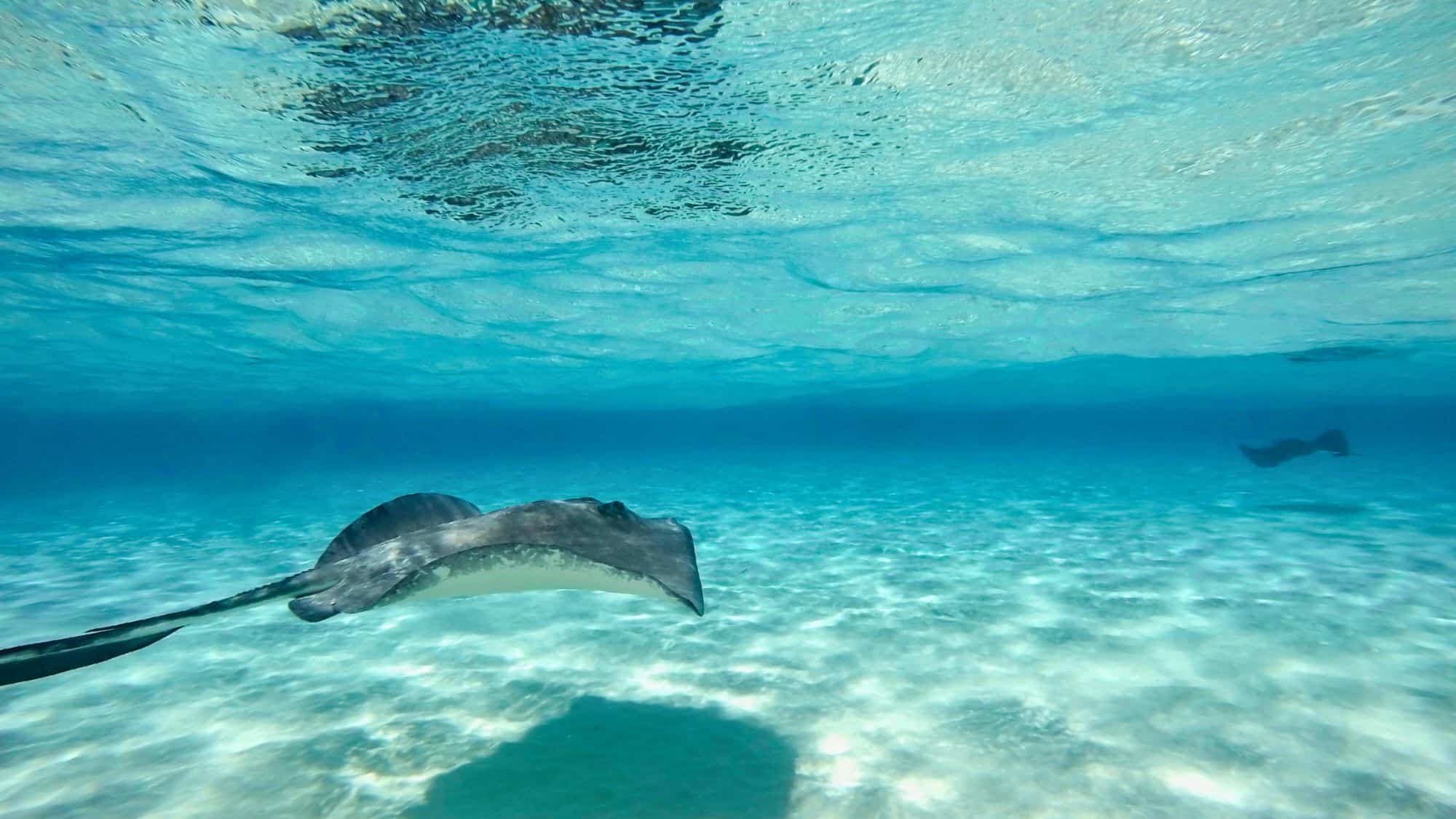 A stingray glides gracefully along the sandy seafloor in shallow, crystal-clear water.