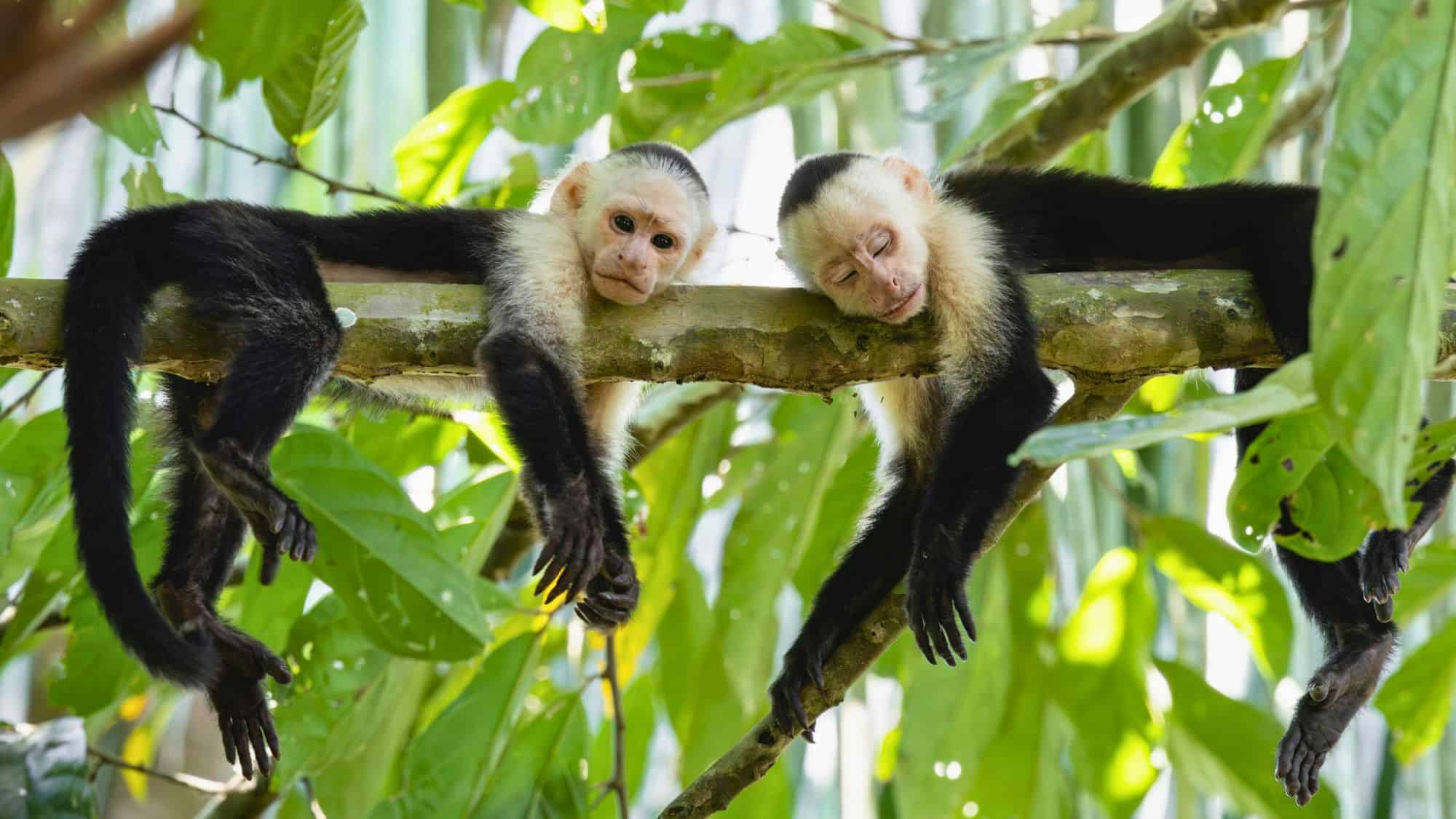 Two capuchin monkeys lounge on a tree branch in the rainforest, one wide-eyed and the other peacefully asleep, surrounded by lush green leaves.