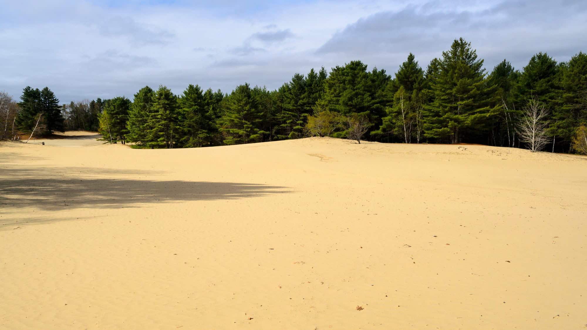 Golden sand dunes stretch toward a dense line of evergreen trees under a partly cloudy sky.