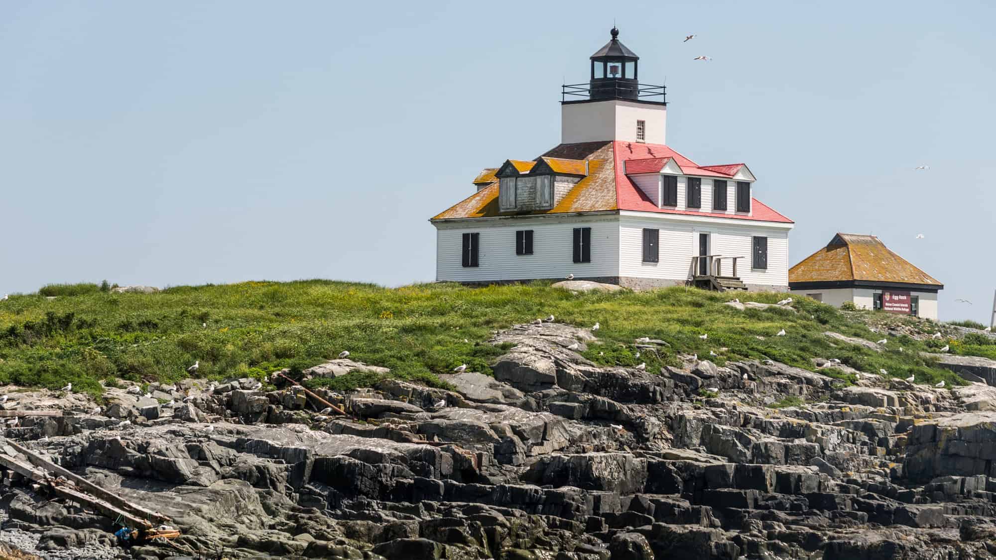 A white lighthouse with a red-roofed keeper’s house sits on a grassy, rocky island surrounded by seabirds.