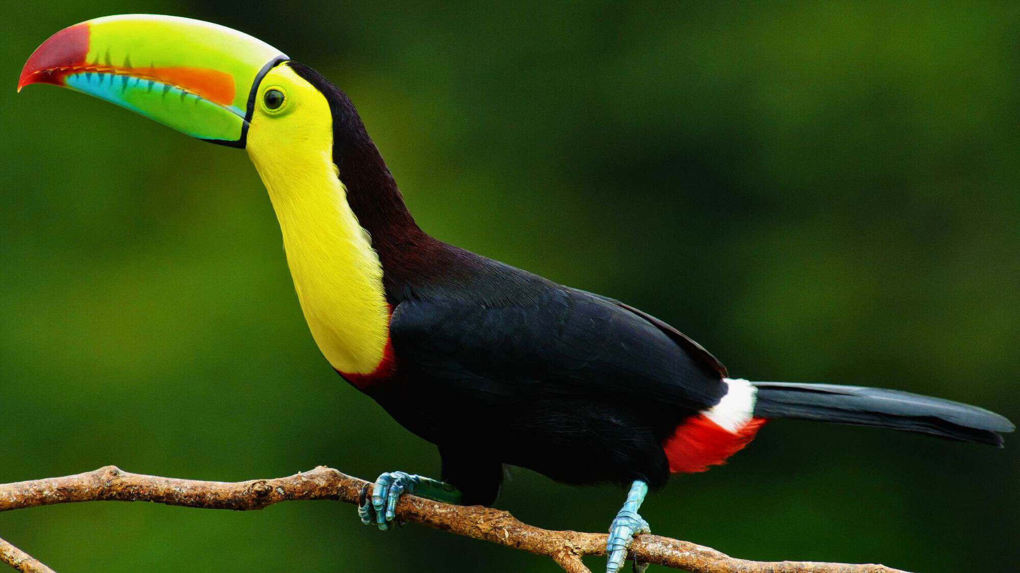 A vibrant keel-billed toucan perches on a branch, displaying its colorful beak and glossy black, red, yellow, and green feathers against a blurred jungle backdrop.