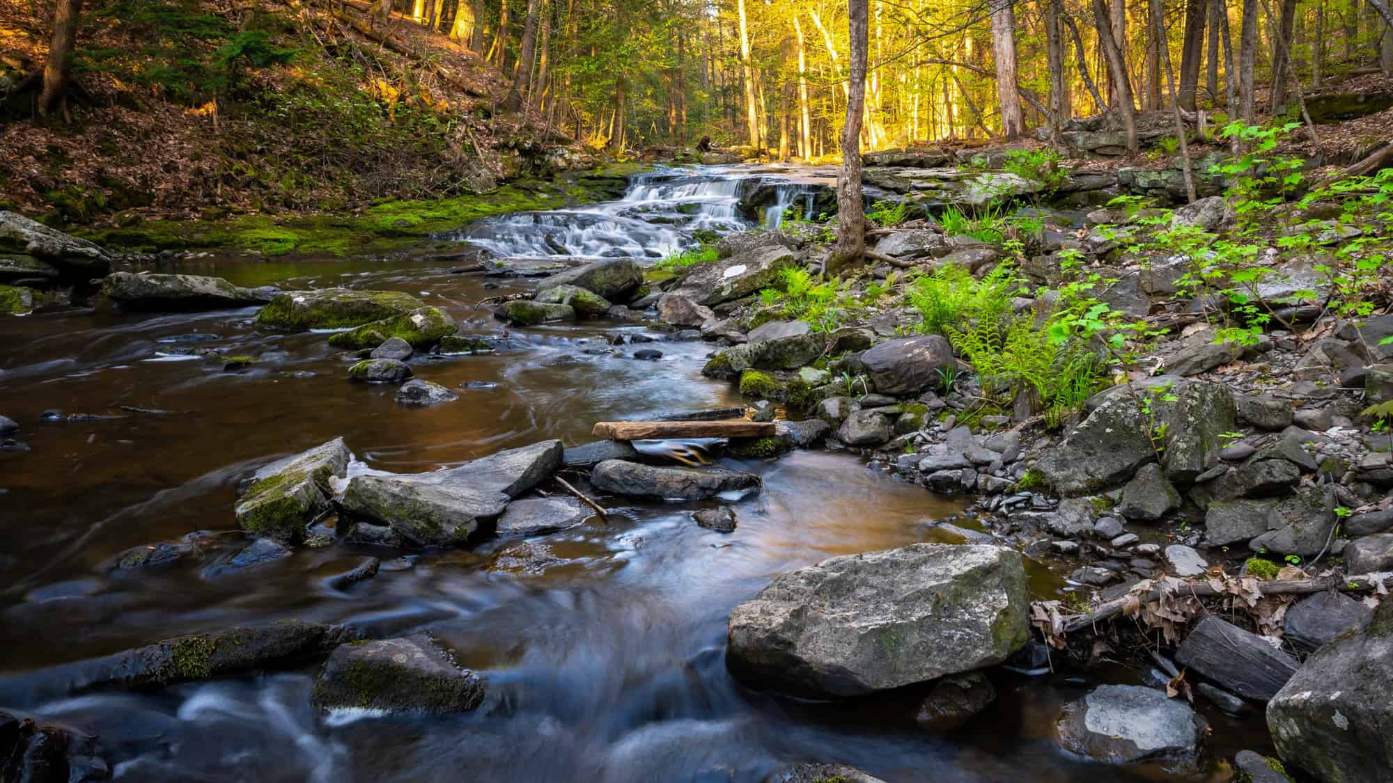 A gently flowing stream winds over moss-covered rocks in a sunlit forest clearing.