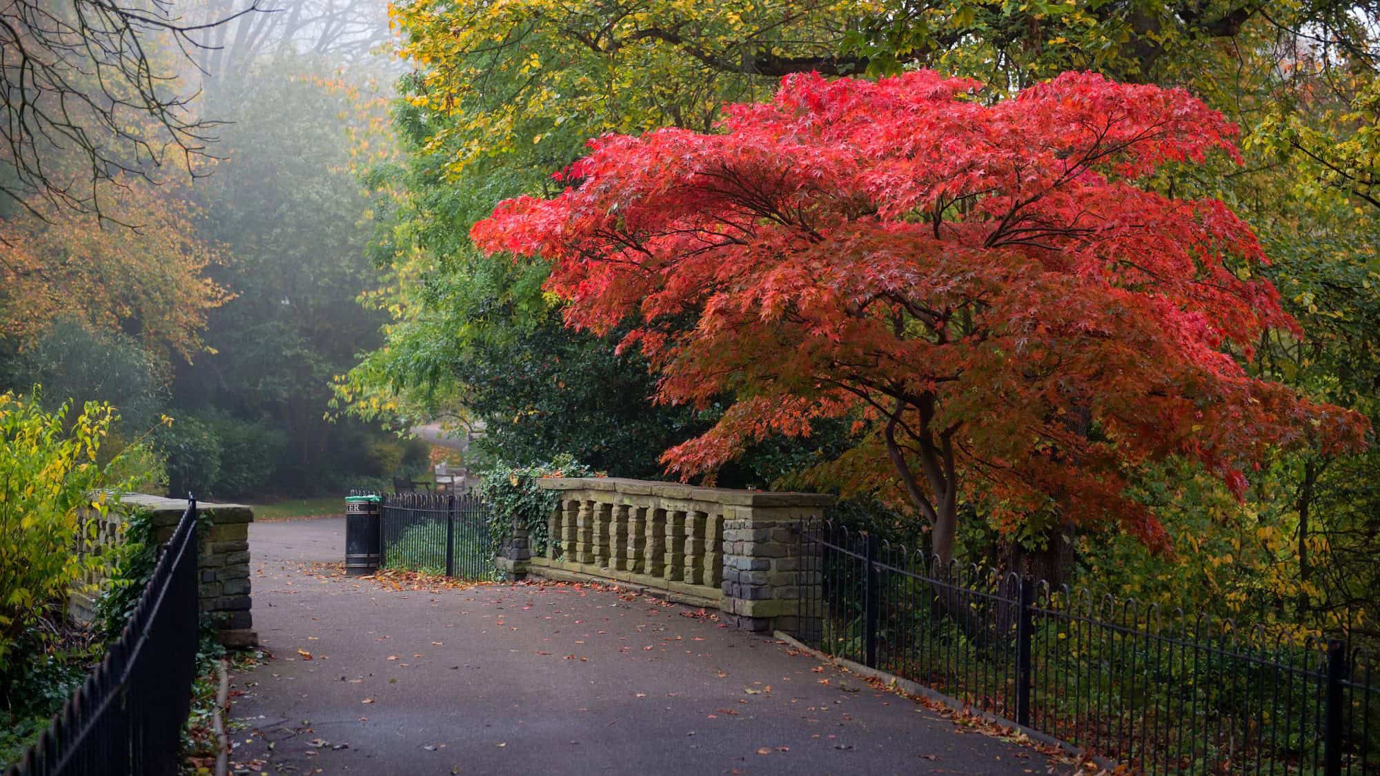 A striking red-leaved tree stands beside a pathway and stone railing in a park surrounded by greenery.