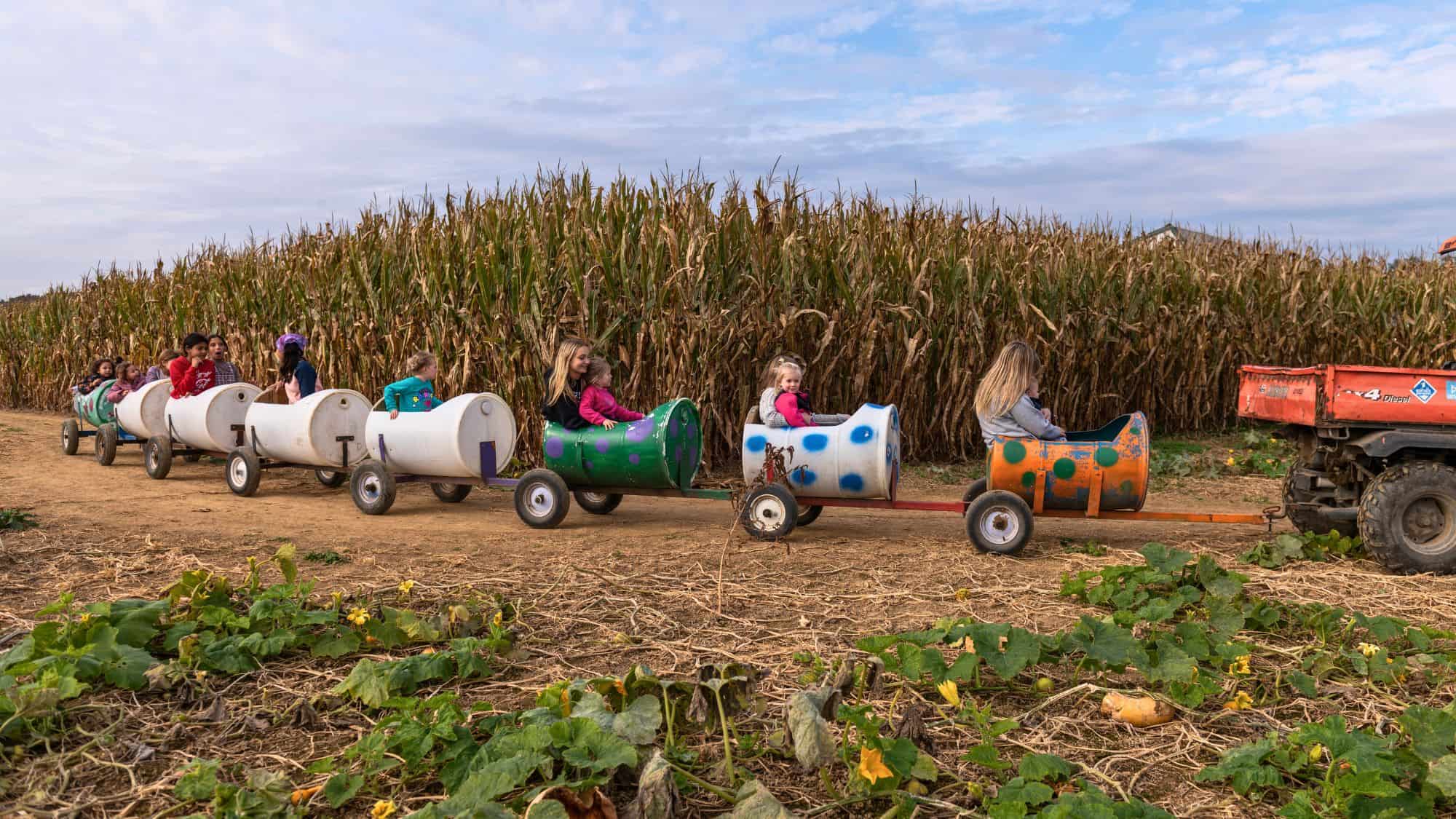 Children ride in colorful barrel-shaped cars pulled by a small tractor along a dirt path next to a tall cornfield at a fall farm event.