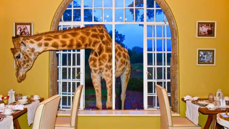 A giraffe leans its long neck through an arched window into a breakfast room at Giraffe Manor, curiously eyeing the table settings inside.
