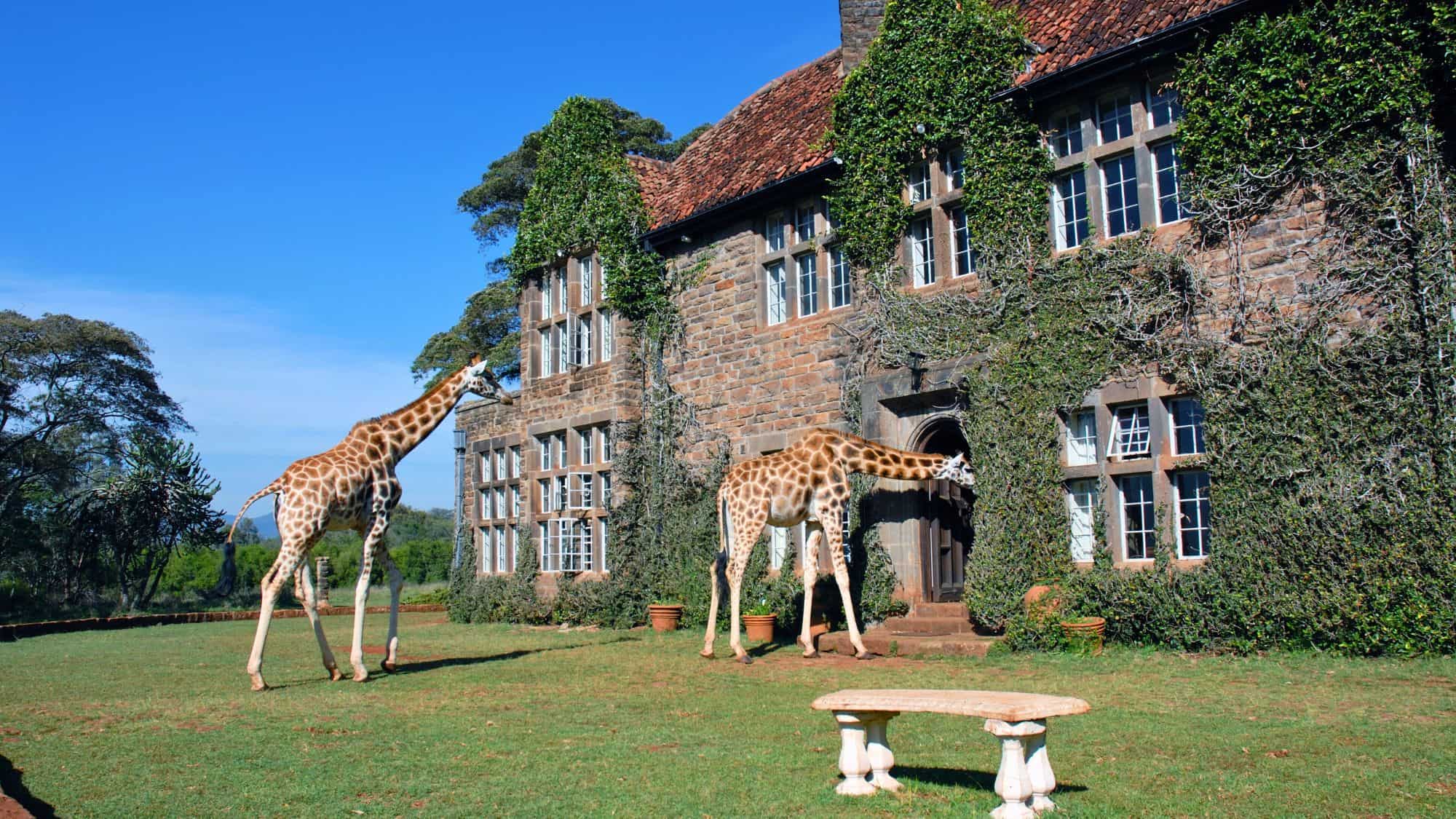 Two giraffes casually approach the ivy-covered stone facade of Giraffe Manor in Nairobi, Kenya, a luxury hotel where guests often interact with giraffes on the grounds.