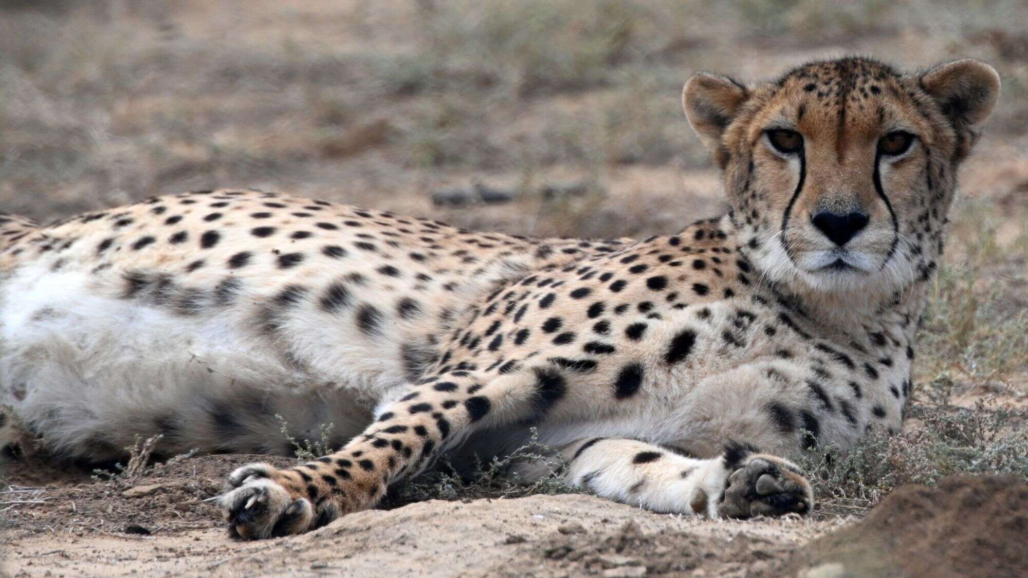 A cheetah lies on the ground with its legs stretched out, gazing calmly at the camera with its tear-striped face.