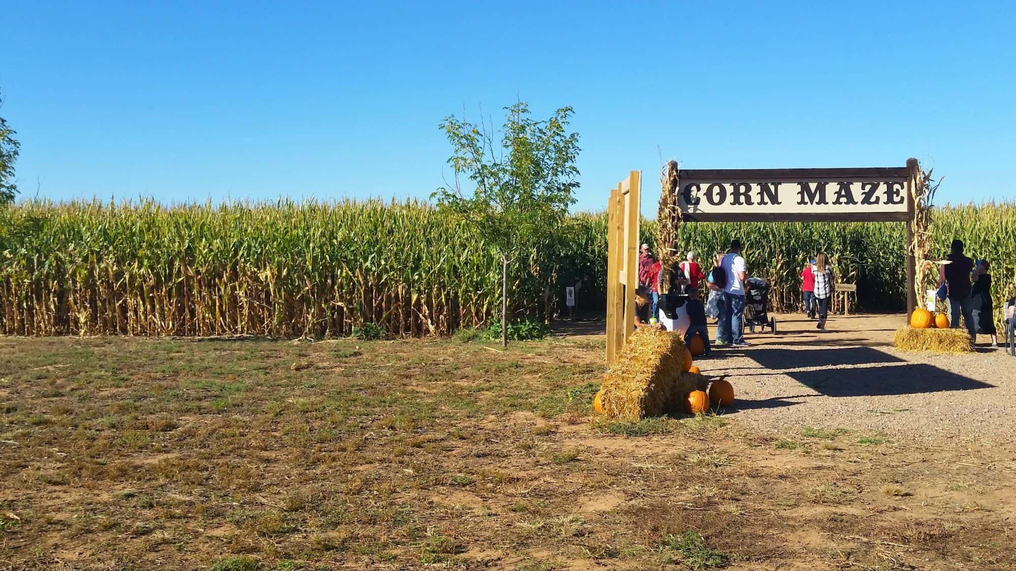 Visitors walk through a wooden archway labeled “Corn Maze” surrounded by tall corn stalks, hay bales, and pumpkins under a bright blue sky.