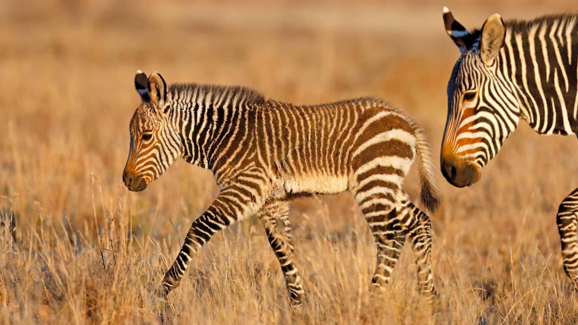 A young zebra with fuzzy, slightly reddish fur walks alongside an adult through a golden grassy savanna.