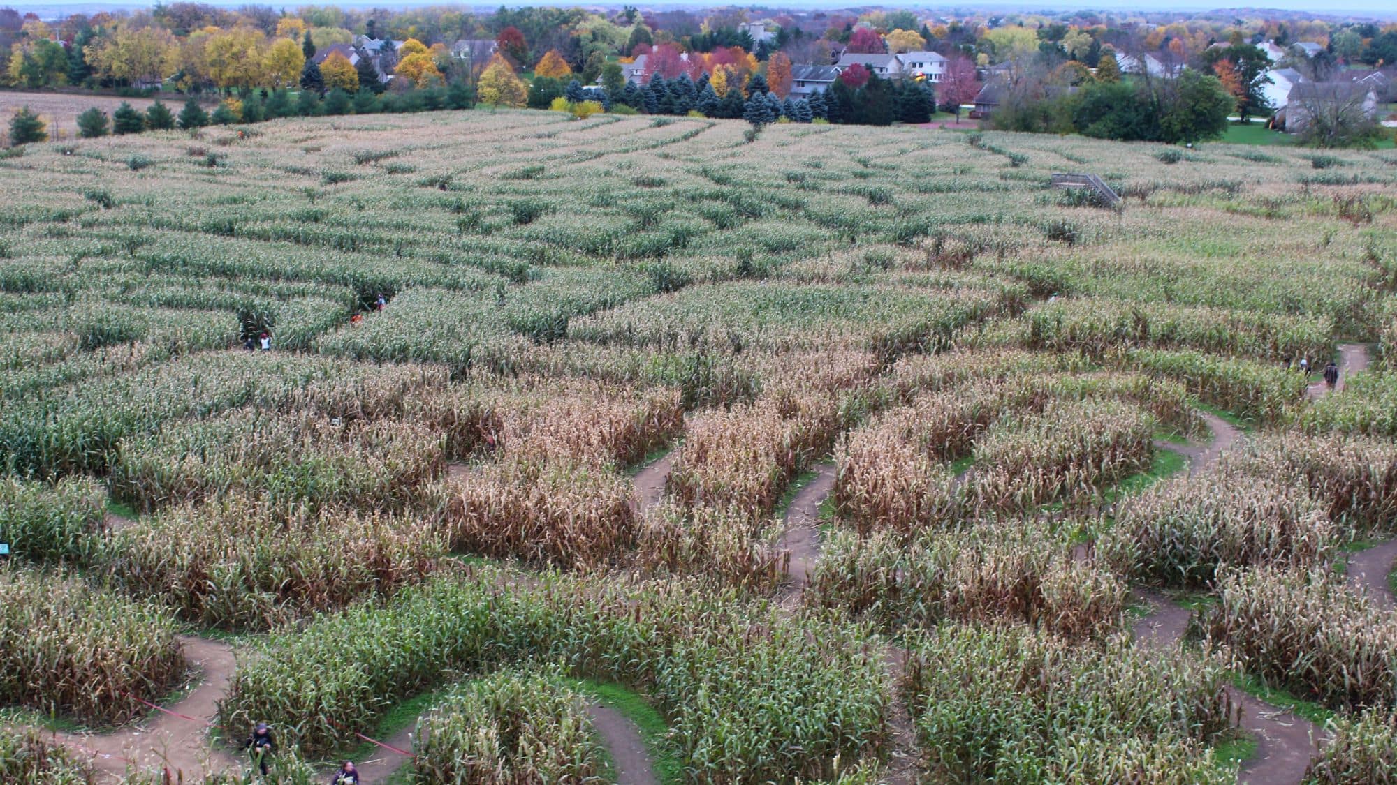 A wide view of a sprawling corn maze with winding dirt paths shows visitors navigating through the golden stalks, with colorful fall trees and suburban homes in the distance.