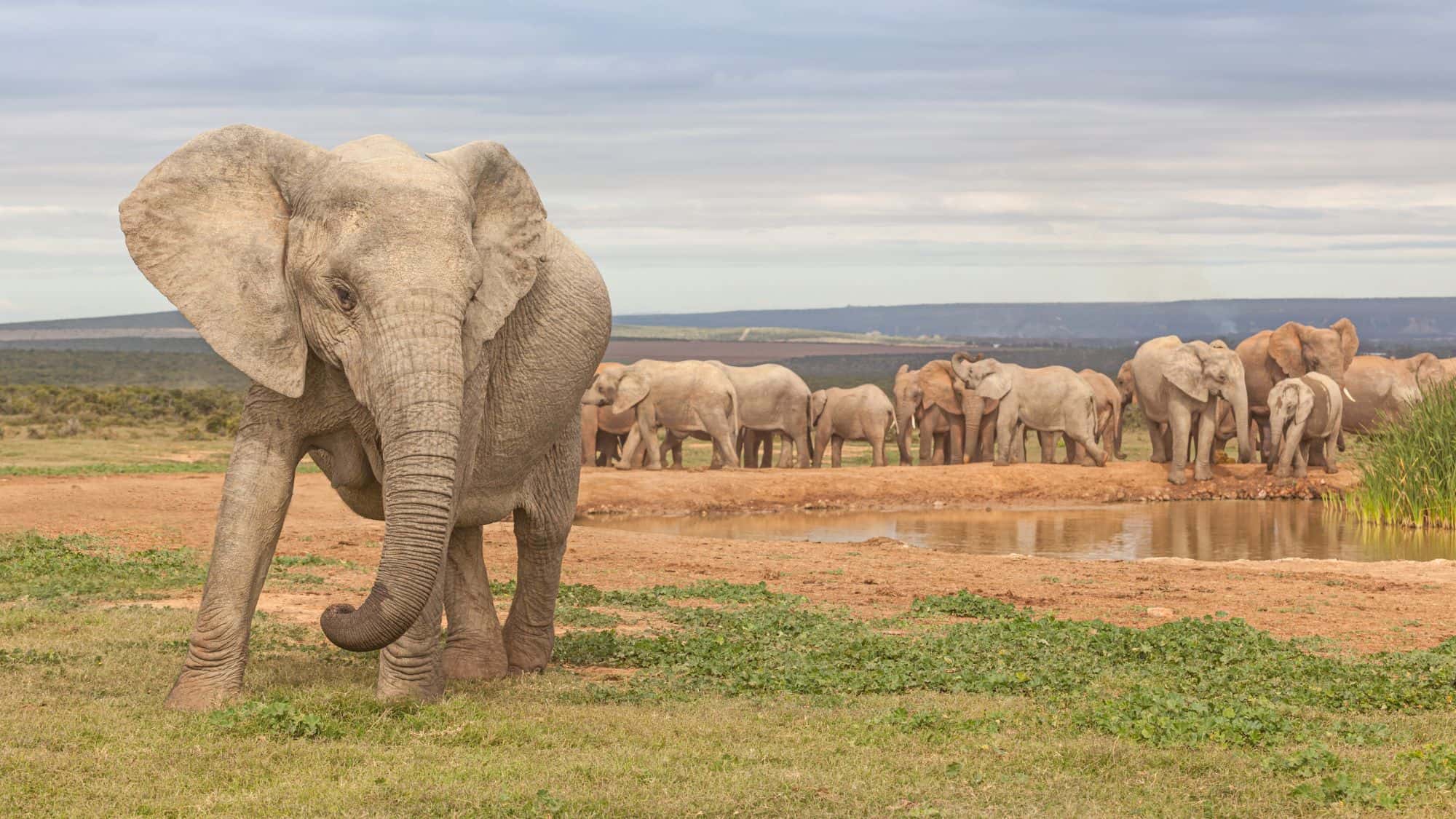 A large elephant walks toward the camera while a herd gathers at a watering hole in the background under a cloudy sky.