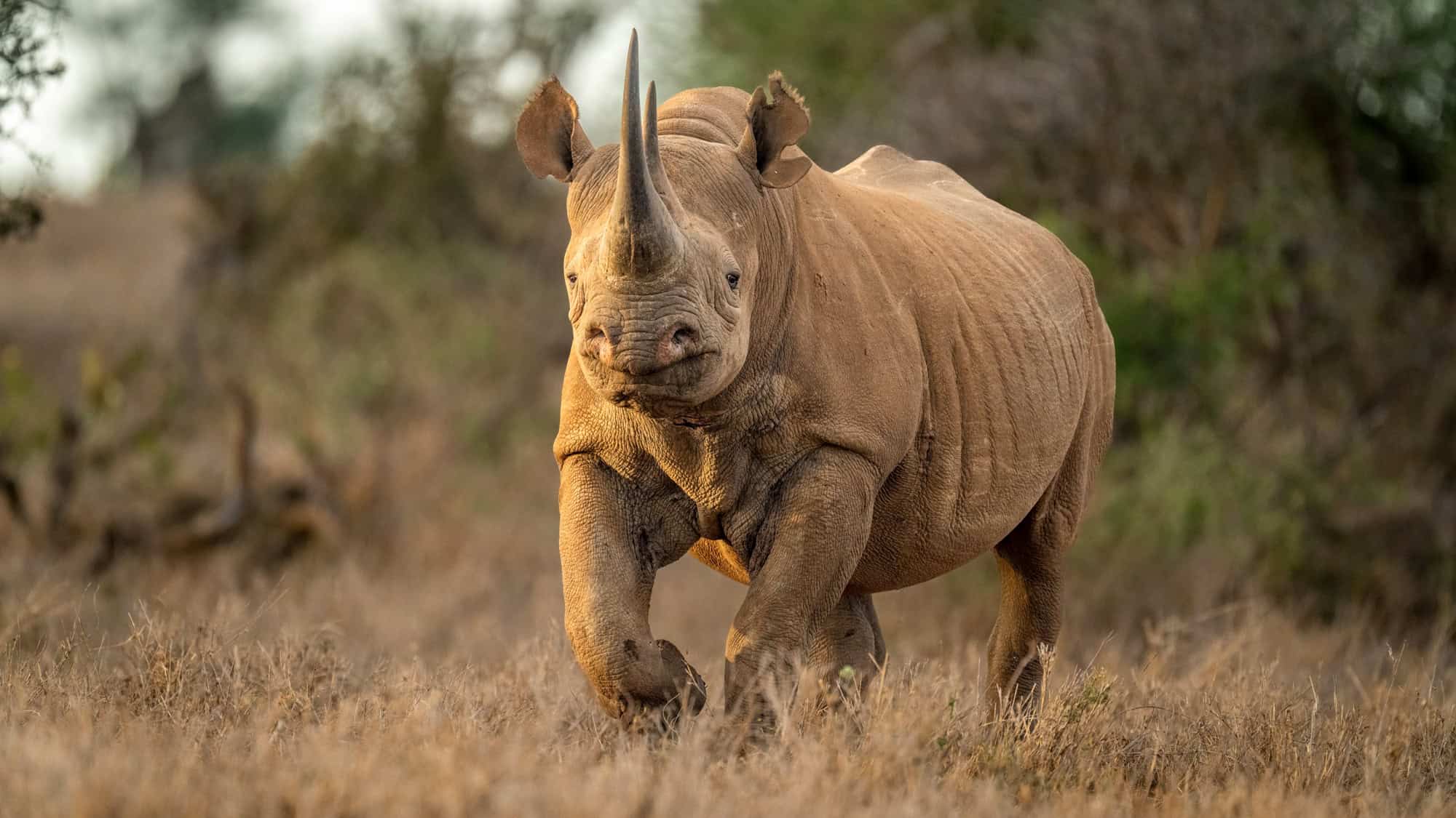 A powerful close-up of a black rhinoceros captured mid-stride, its sharp horns and intense gaze commanding attention.