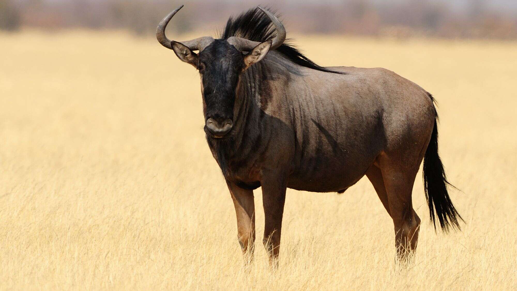 A lone wildebeest stands alert in a vast, dry savanna, its dark coat contrasting with the golden grasses.