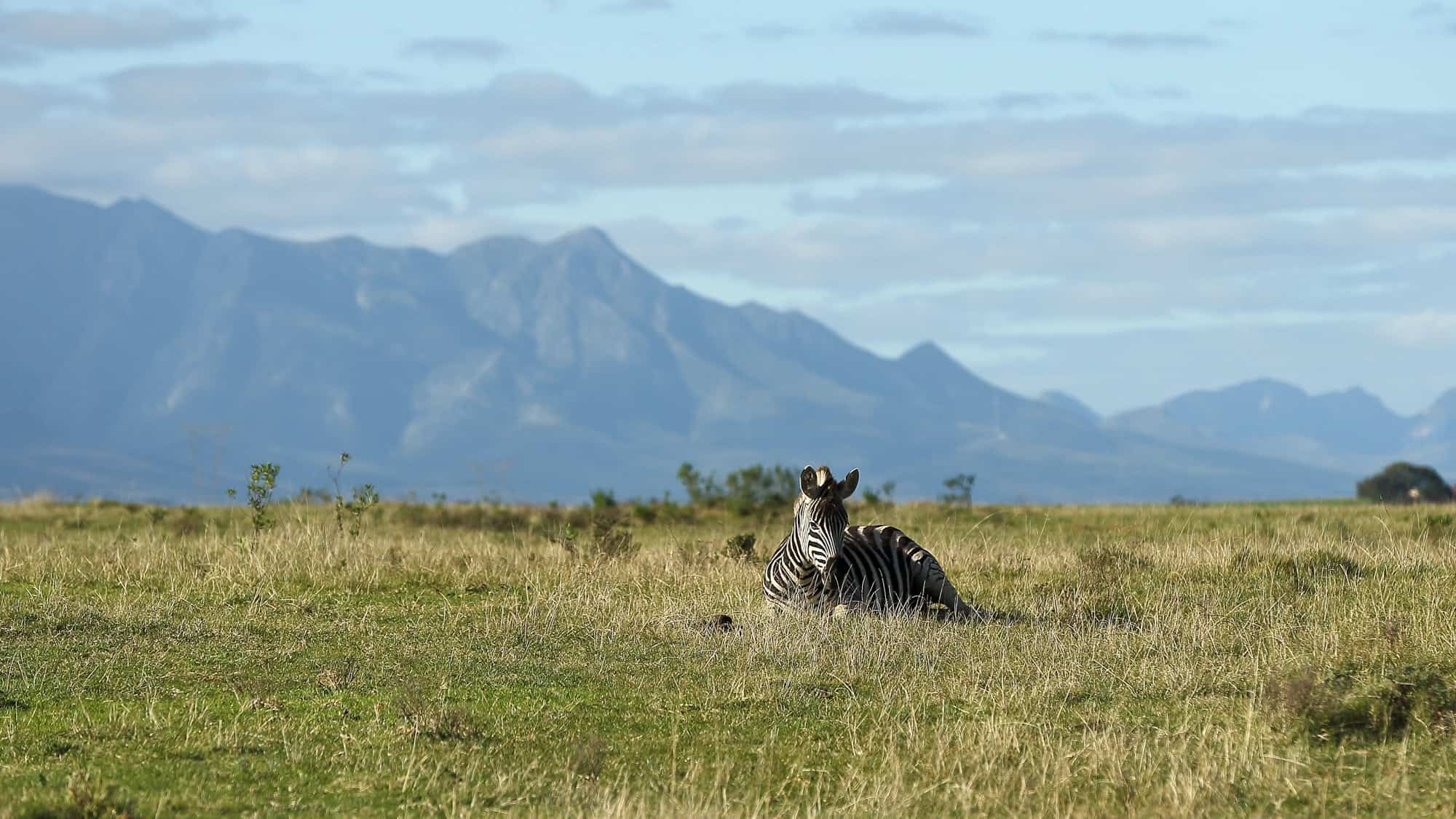 A lone zebra reclines peacefully in tall grass with a majestic mountain range rising in the background under a soft, cloudy sky.