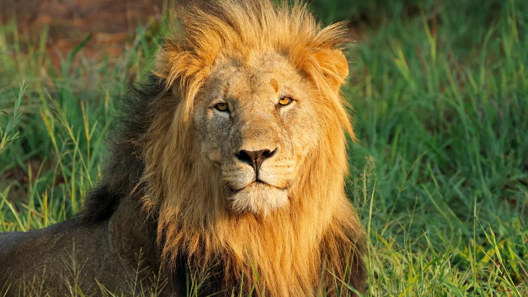 A close-up of a majestic male lion with a full golden mane, staring directly into the camera while resting in tall grass.