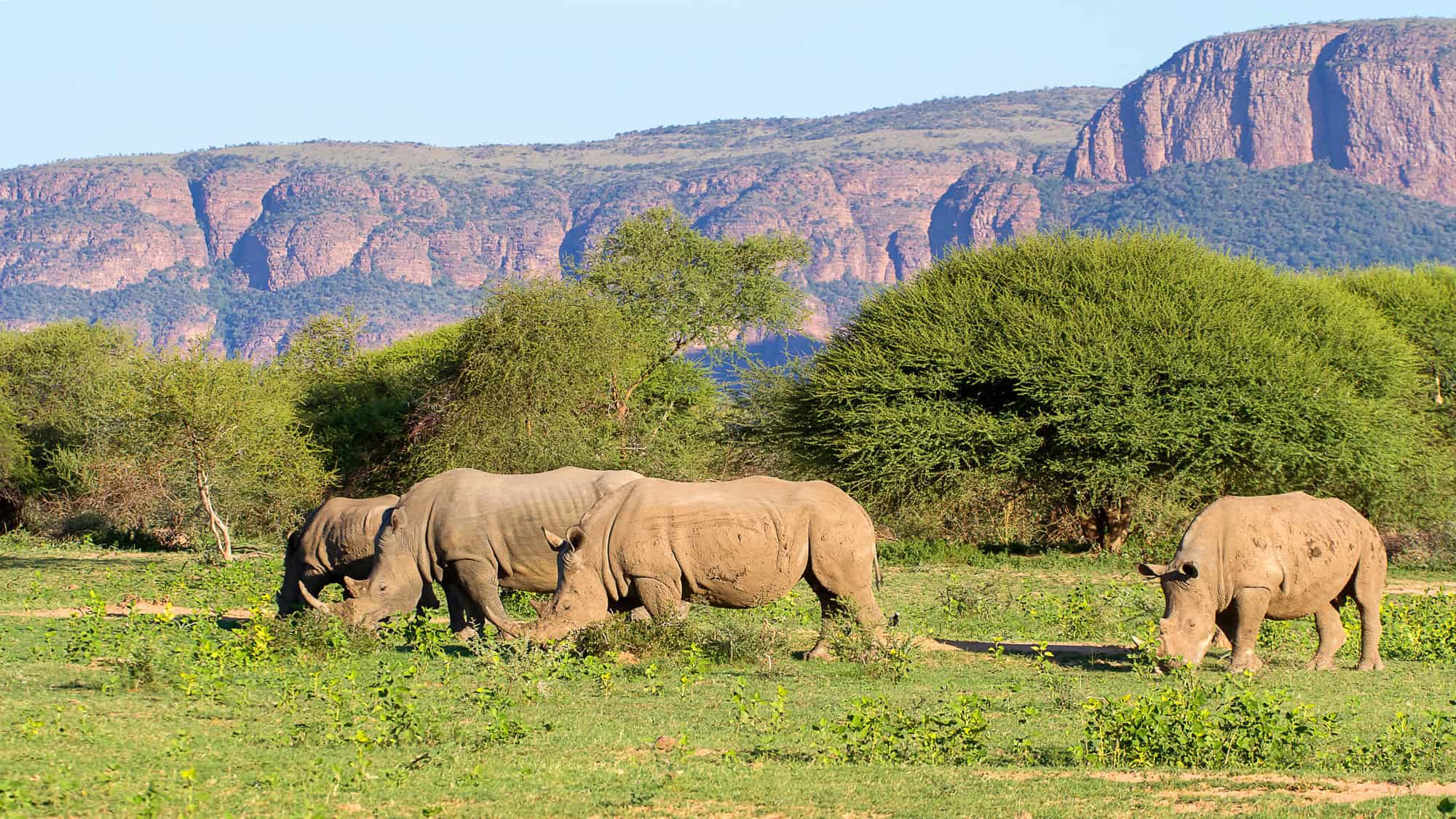 Three rhinos graze on green vegetation with dense acacia trees and red sandstone cliffs rising behind them.