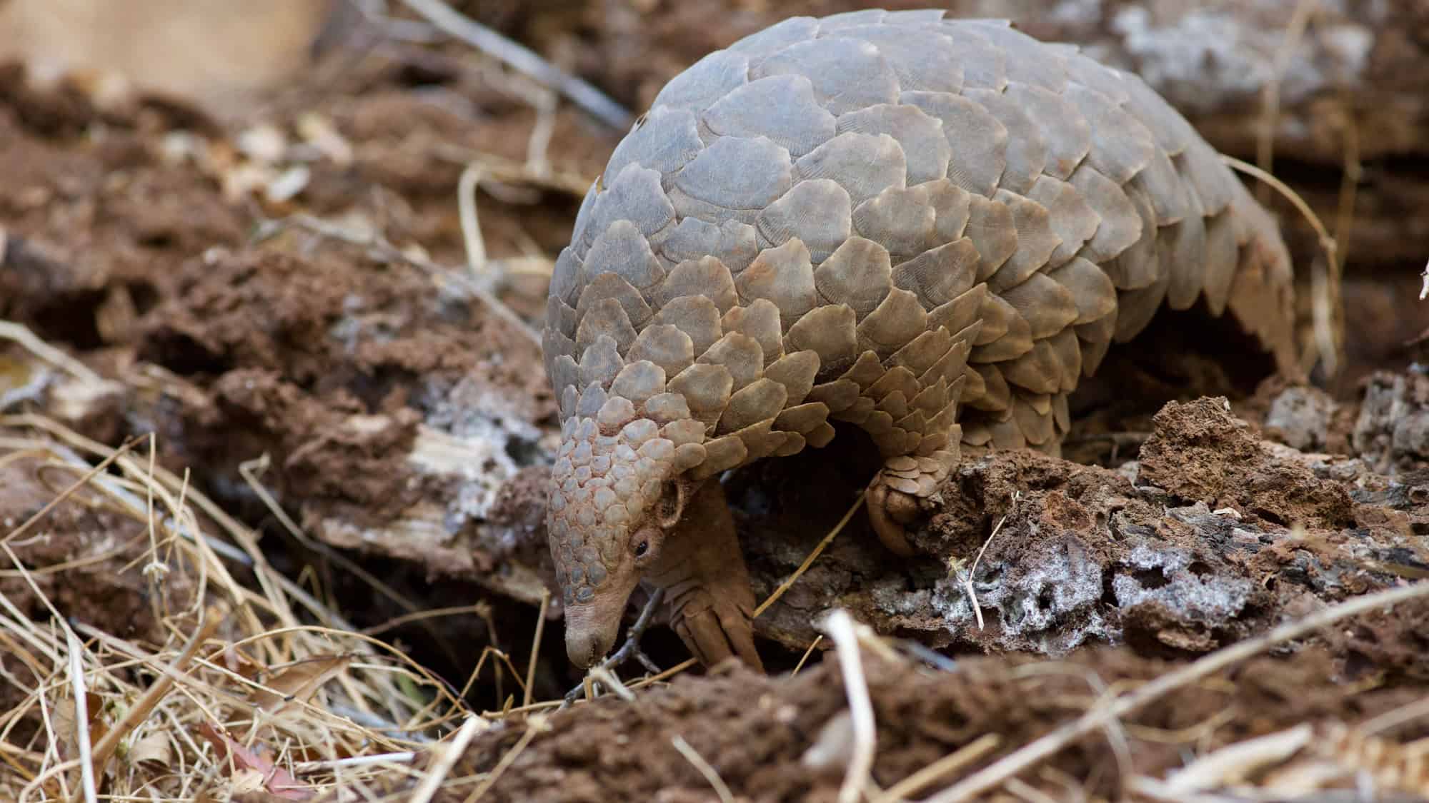 A close-up of a pangolin digging through dry dirt and debris, its armored scales clearly visible.