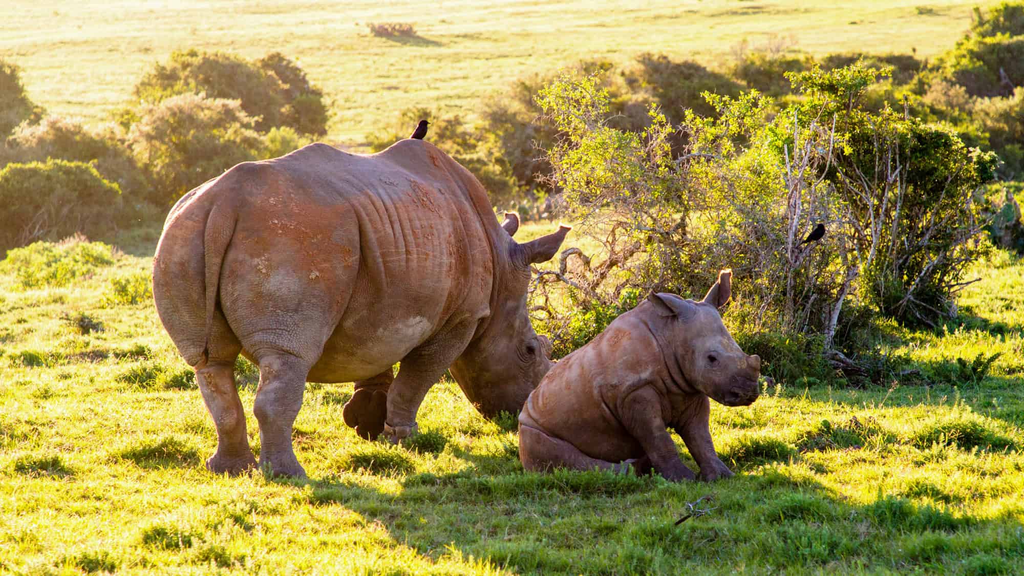 A mother rhinoceros stands protectively beside her seated calf in golden evening light, with small birds perched on both animals.