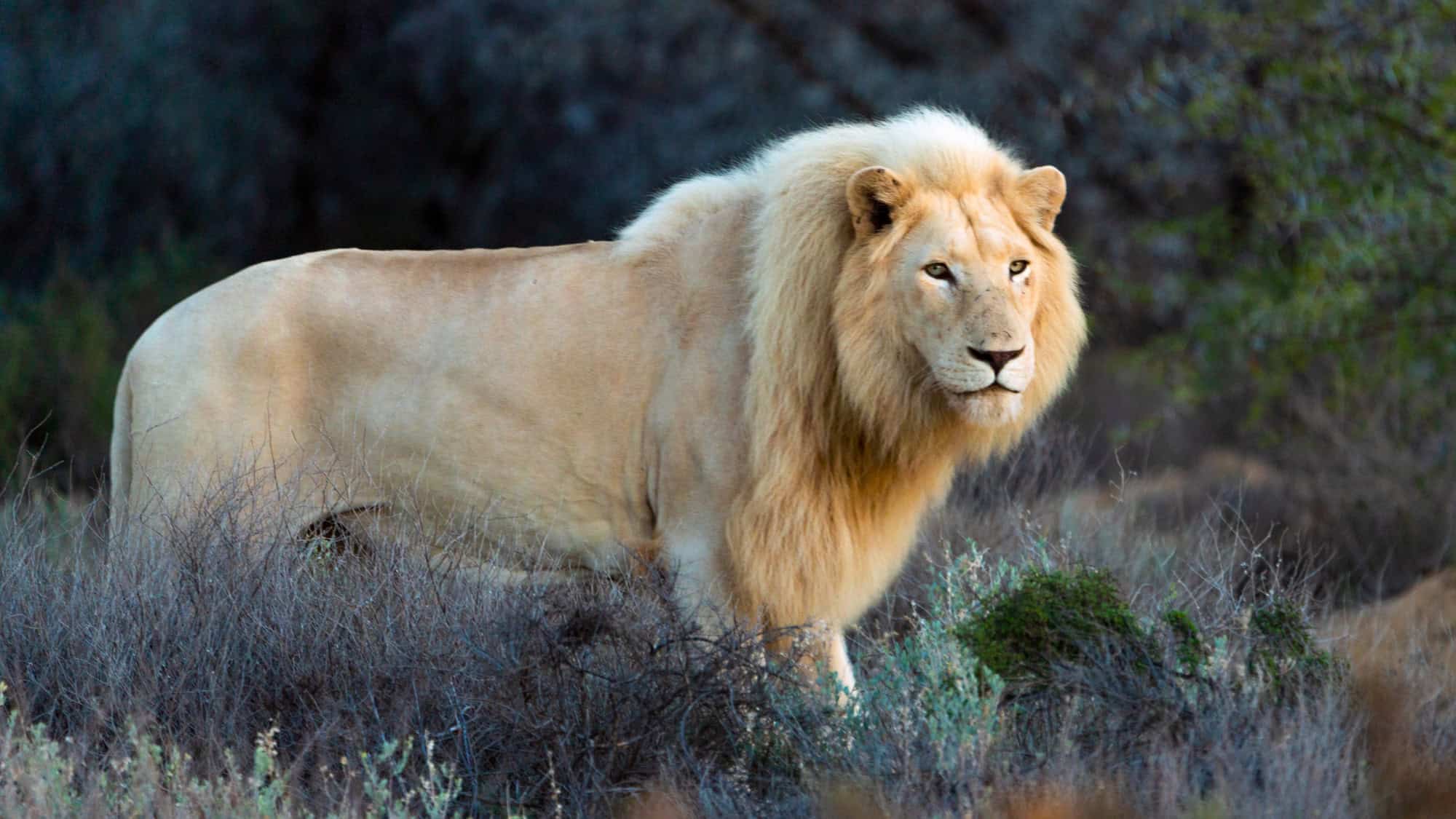 A rare white lion stands alert among dry brush and scrub, partially lit by soft natural light.