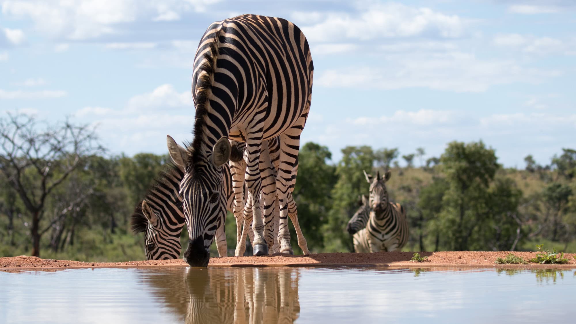 A zebra lowers its head to drink from a reflective watering hole as other zebras approach in the background.