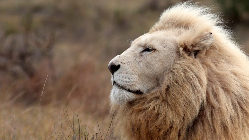 A regal white lion gazes into the distance in profile, its thick mane catching the soft ambient light.