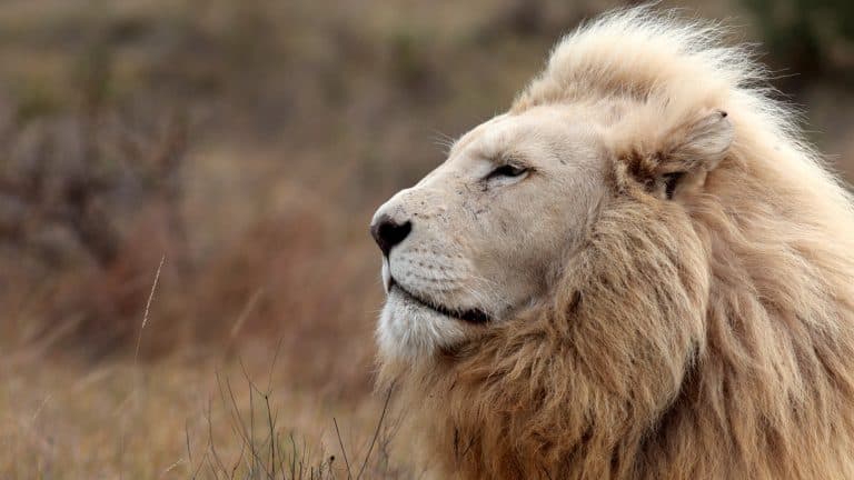 A regal white lion gazes into the distance in profile, its thick mane catching the soft ambient light.
