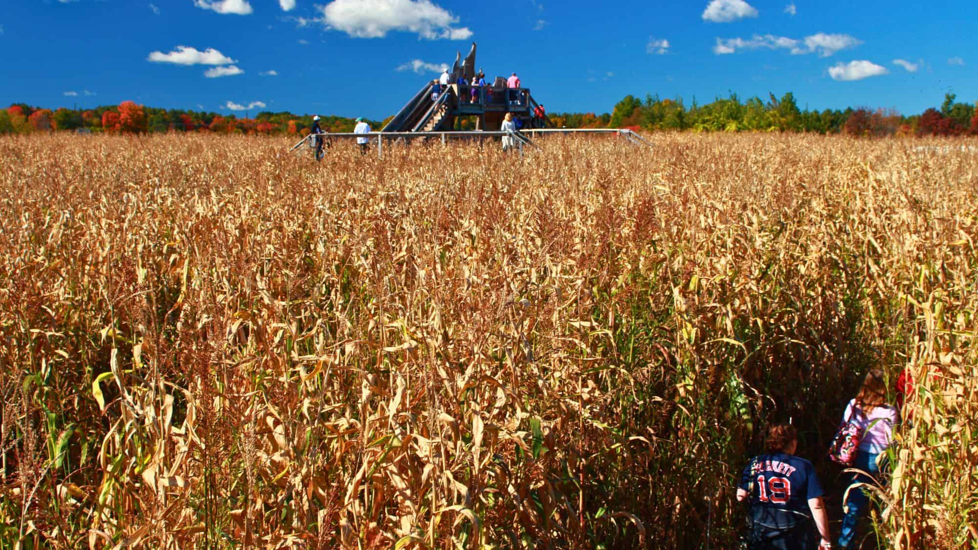 Visitors make their way through tall, dry corn stalks toward a wooden platform with stairs and slides under a vibrant blue sky and scattered clouds.