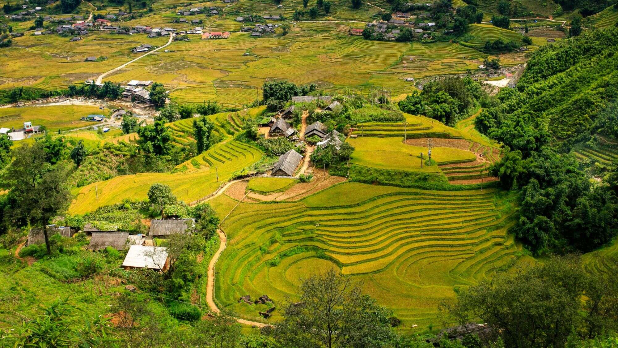 Lush green and yellow rice terraces wrap around rolling hillsides in a rural Southeast Asian village, dotted with small wooden homes.
