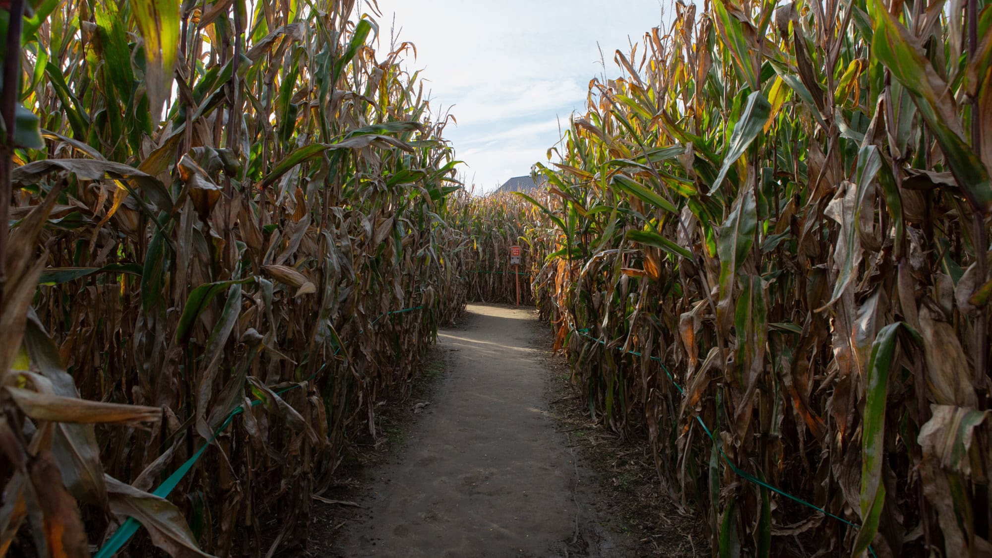 The interior of a corn maze with a dirt floor and corn on both sides of a narrow passageway. 