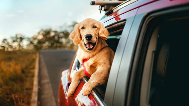 A golden retriever hangs out the back window of a car on a road trip.