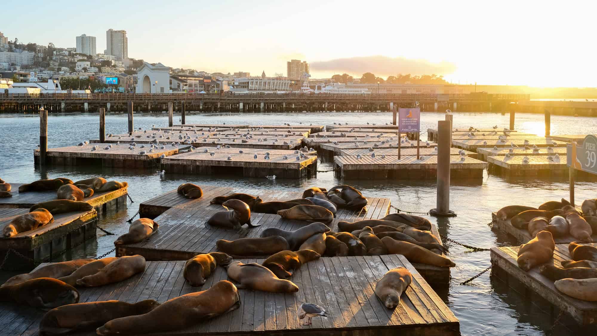 Dozens of sea lions lounge on floating wooden docks at San Francisco’s Pier 39 during golden hour, with seagulls perched nearby and city buildings in the background.
