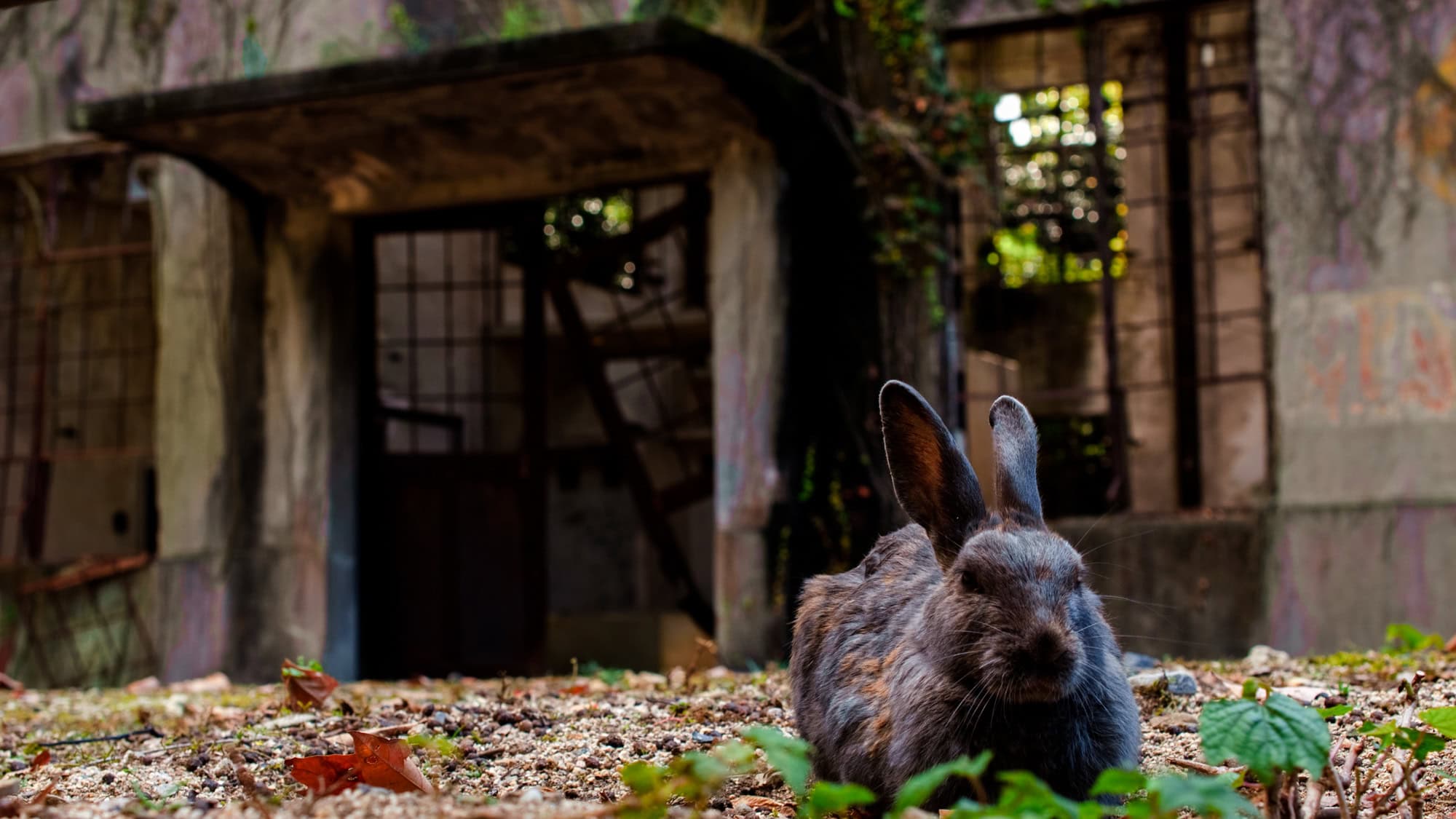 A dark brown rabbit lies in front of an abandoned concrete building with broken windows and creeping vines, blending into the gritty surroundings.