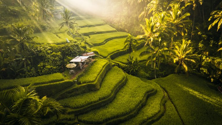 Golden morning light filters over the lush green layers of the Tegallalang Rice Terraces in Bali, with palm trees and a small thatched shelter nestled in the landscape.