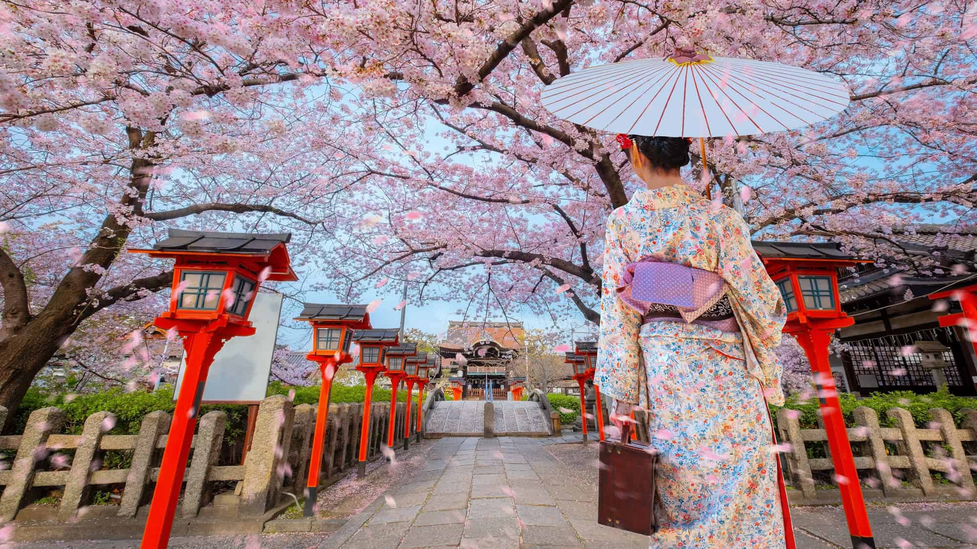 A woman in a floral kimono walks along a stone pathway lined with red lanterns and cherry blossoms, leading to a traditional Japanese temple.