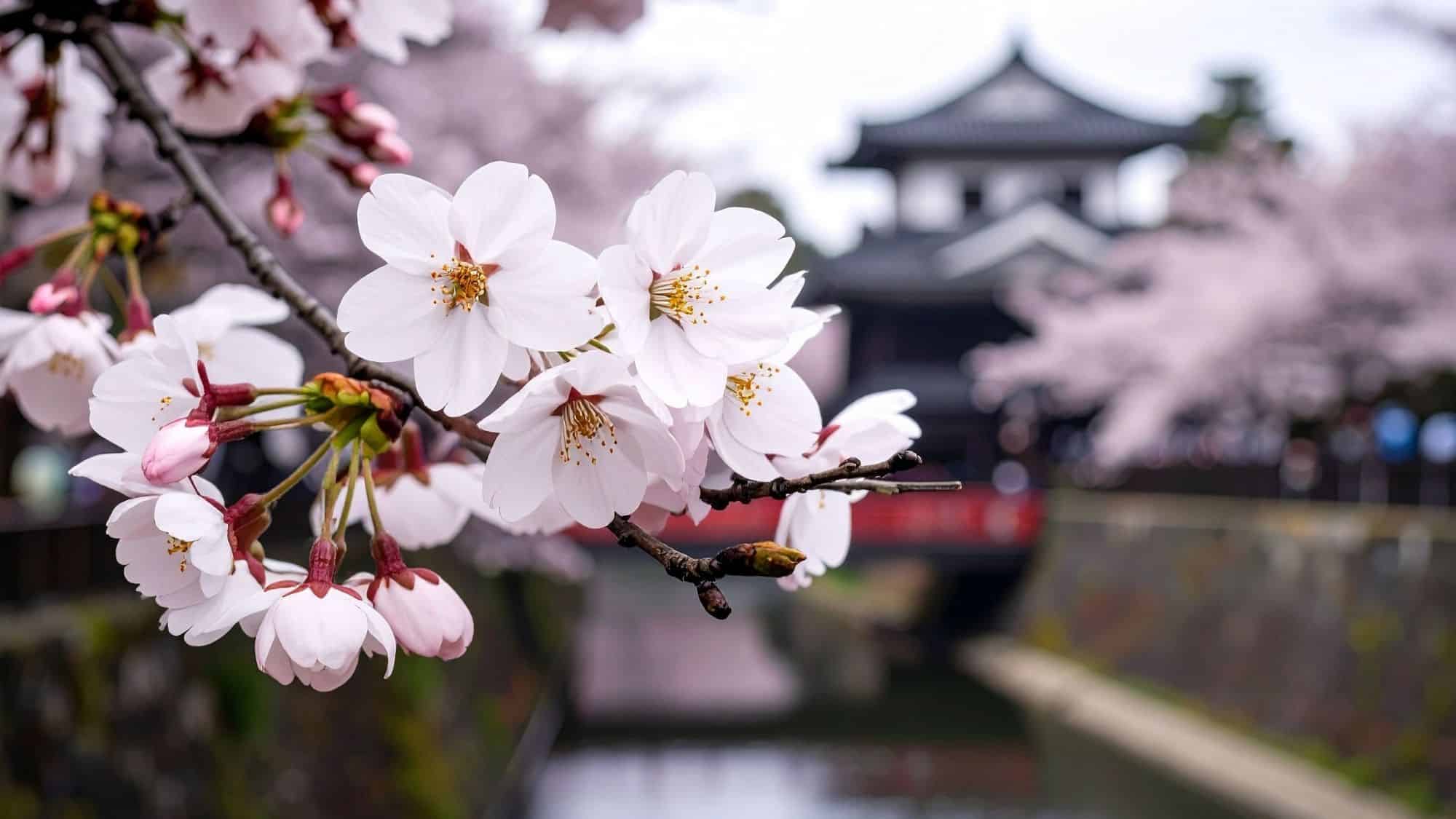 A serene scene of cherry blossoms in full bloom with a traditional Japanese building in the background, framed by a calm canal and a red bridge.