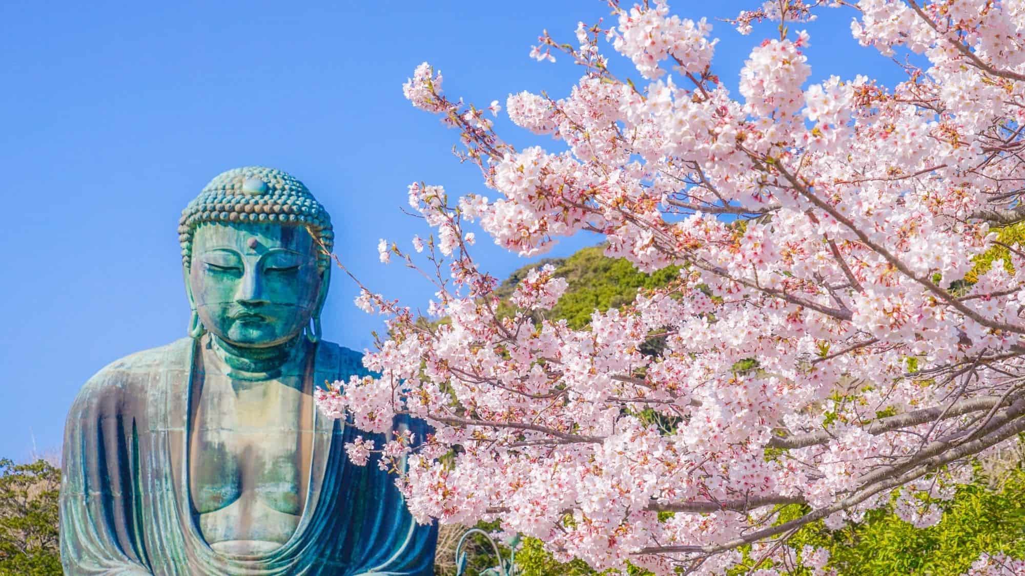 The Great Buddha of Kamakura surrounded by vibrant pink cherry blossoms under a clear blue sky.