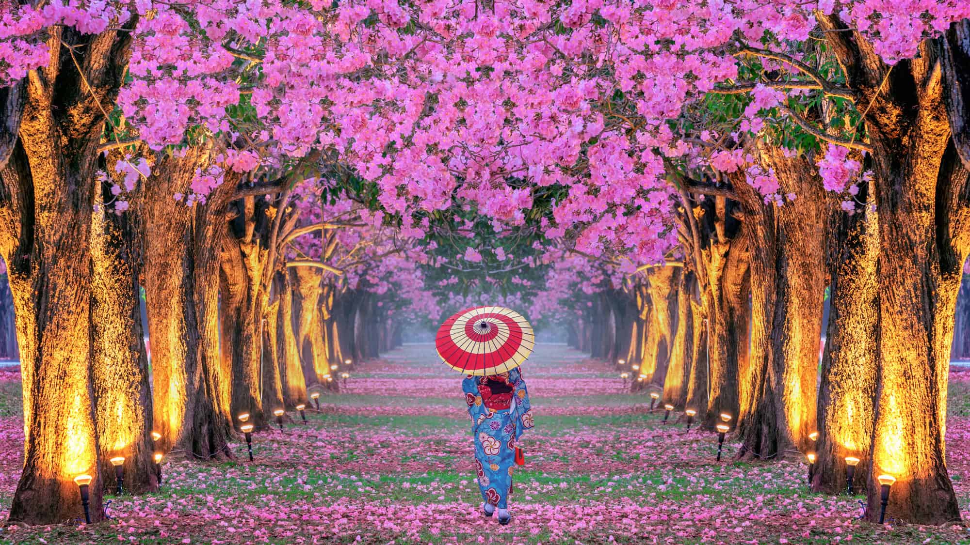 A tree-lined avenue of vibrant pink blossoms forms a tunnel, with a lone figure in a kimono holding a red and white umbrella walking away.